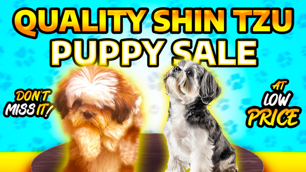 🐶 Cute Shih Tzu Puppy for Sale in Chennai | Luxury Paws | Affordable Price & Tamil Nadu Delivery